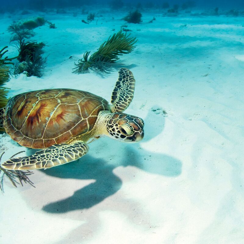 Onderwaterwereld Bonaire